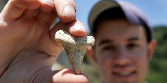 Ein Paläontologiestudent zeigt am 14. Juli 2005 in Scotts Valley, Kalifornien, den Zahn eines 8 bis 12 Millionen Jahre alten Mako-Hais.  