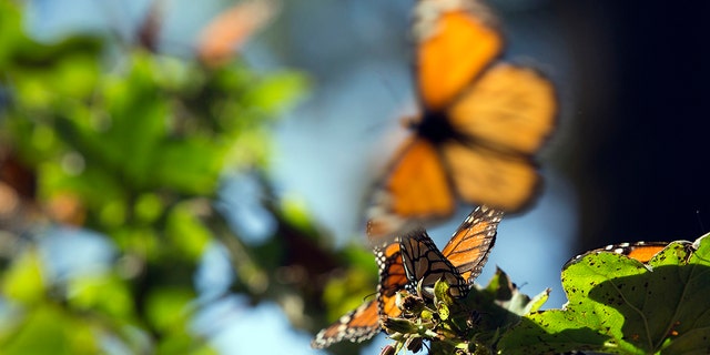 Monarch butterflies fly near Oyamel trees at the Sierra Chincua Butterfly Sanctuary near Angangueo in the state of Michoacan, Mexico, on Friday, Jan. 16, 2015. 