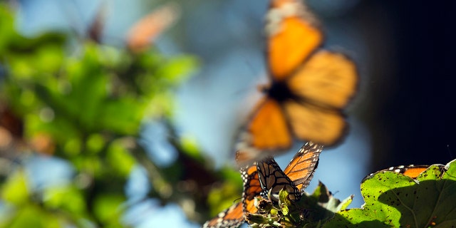 Monarch butterflies fly near Oyamel trees at the Sierra Chincua Butterfly Sanctuary near Anguéo in the Mexican state of Michoacán on Friday. 16, 2015.