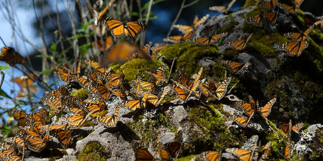 Monarch butterflies land on a rock at the Sierra Chincua Butterfly Sanctuary near Angangueo in the state of Michoacan, Mexico, on Friday, Jan. 16, 2015.