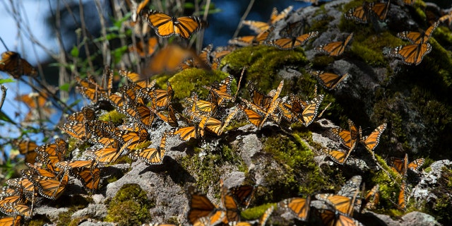 Monarch butterflies perch on a rock at the Sierra Chincua Butterfly Sanctuary near Angangueo in the Mexican state of Michoacán on Friday. 16, 2015.