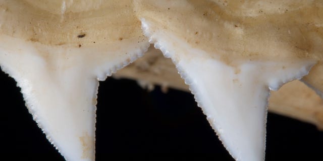 The upper jaw of a shark shows serrated teeth found in Madagascar. 