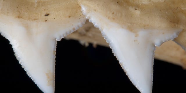 La mâchoire supérieure d'un requin présente des dents dentelées trouvées à Madagascar.