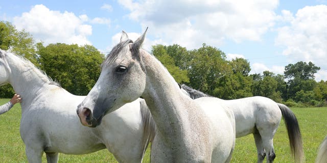 Tennessee is conducting a census on the state's equine industry.