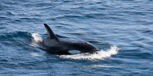 killer whale swimming