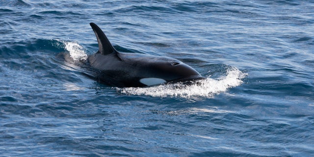 killer whale swimming