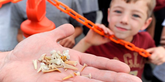 A little boy checks out some shark teeth collected at the 32nd Annual North Atlantic Monster Shark Fishing Tournament in New Bedford, Mass., on Saturday, July 14, 2018. 