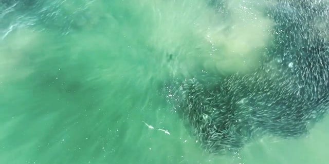 Sharks and a school of fish swimming near Southampton, New York