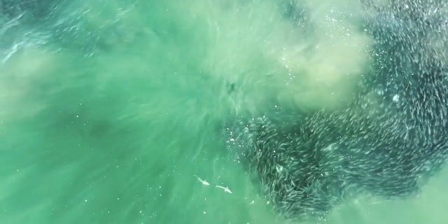 Sharks and a school of fish swimming near Southampton, New York