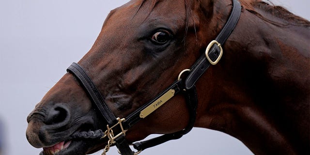 Kentucky Derby entrant Taiba gets a bath after a workout at Churchill Downs Wednesday, May 4, 2022, in Louisville, Ky. Taiba is the slight 7-5 favorite over the undefeated Jack Christopher in the $1 million Haskell Stakes on Saturday, the first major race for 3-year-olds following the Triple Crown.