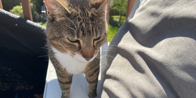Cat owners, suggested the Polish Academy of Sciences, should limit the amount of time their pets spend out of doors during bird breeding season.