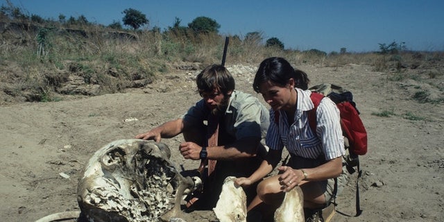 Delia and her former husband Mark were previously highlighted in a documentary that showed their lives as conservationists in Zambia.