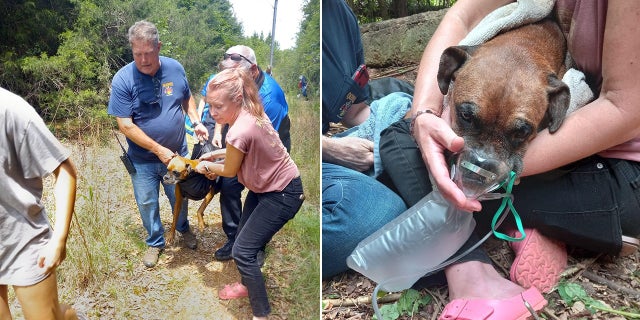Yoyo, a 50-pound Boxer, was taken to a veterinary hospital and is expected to recover.