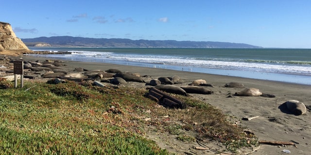 A herd of elephant seals are seen along the Drakes Beach, which was closed during partial federal government shutdown, in Drakes Beach, California, in this recent photo released on Jan. 30, 2019. 