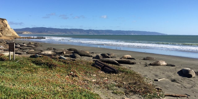 A herd of elephant seals are seen along the Drakes Beach, which was closed during partial federal government shutdown, in Drakes Beach, California, in this recent photo released on Jan. 30, 2019.