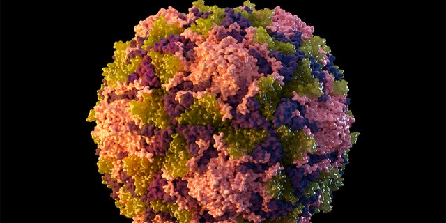 This 2014 illustration made available by the U.S. Centers for Disease Control and Prevention depicts a poliovirus particle.