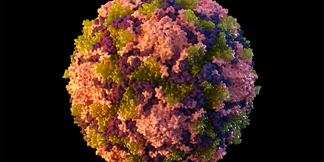 This 2014 figure, provided by the US Centers for Disease Control and Prevention (CDC), represents poliovirus particles.