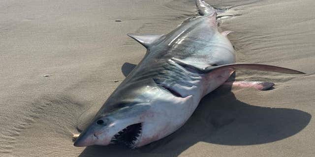 The body of what is believed to be a dead juvenile Great White Shark washed ashore on the beach of the village of Quogue on Long Island.