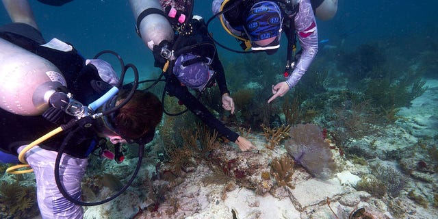 A group of volunteers works to outplant coral on a reef in Florida.