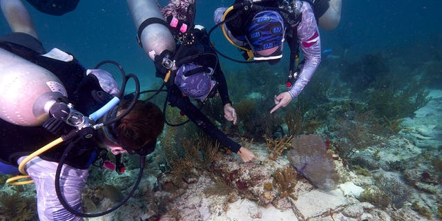 A group of volunteers works to outplant coral on a reef in Florida.