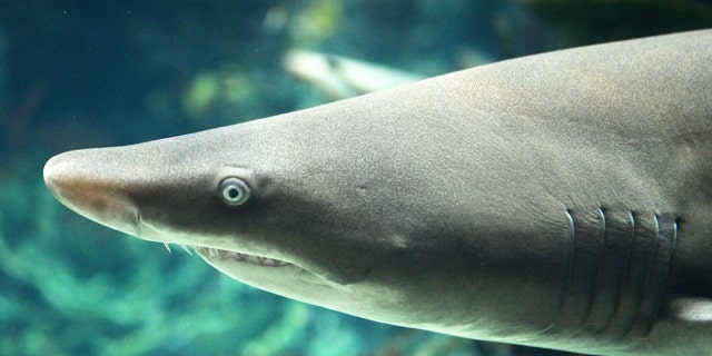 Photo taken on July 5, 2022, shows a sand tiger shark in the Scientific Center aquarium, in Hawalli Governorate, Kuwait.