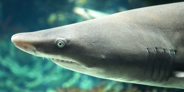 Photo taken on July 5, 2022, shows a sand tiger shark in the Scientific Center aquarium, in Hawalli Governorate, Kuwait.