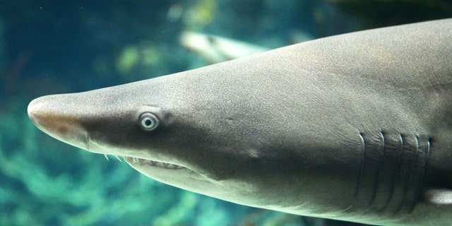 Ready for its closeup: This photo taken on July 5, 2022, shows a sand tiger shark in the Scientific Center aquarium, Hawalli Governorate, Kuwait.