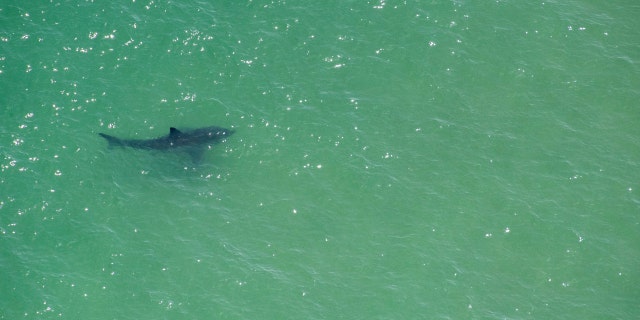 A Great White Shark swims approximately 50 meters off the coast of the Cape Cod National Sea Shore in Cape Cod, Massachusetts on July 15, 2022.