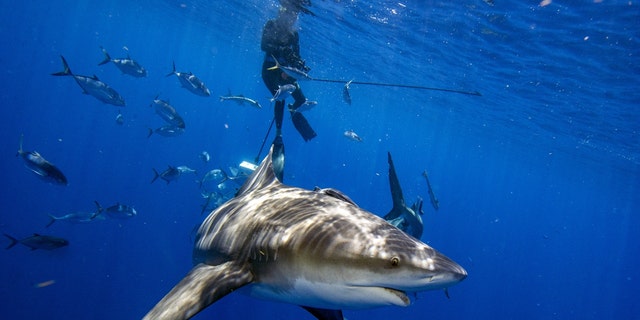 Jupiter, Florida - May 05, 2022: A bull shark gets up close to inspect divers during an eco tourism shark dive off of Jupiter, Florida on May 5, 2022. 