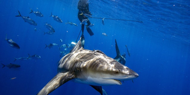 Jupiter, Florida - May 05, 2022: A bull shark gets up close to inspect divers during an eco tourism shark dive off of Jupiter, Florida on May 5, 2022. 