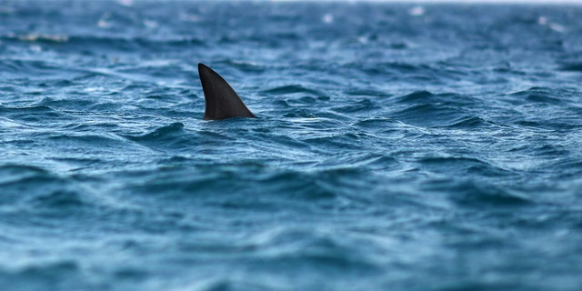 dr.  Mike Heithaus recommends avoiding swimming at sunrise and sunset, when sharks are active.