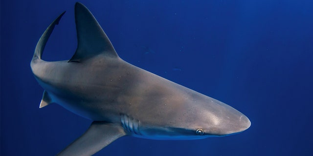 A shark swims off Jupiter Inlet, Florida, May 18, 2022.