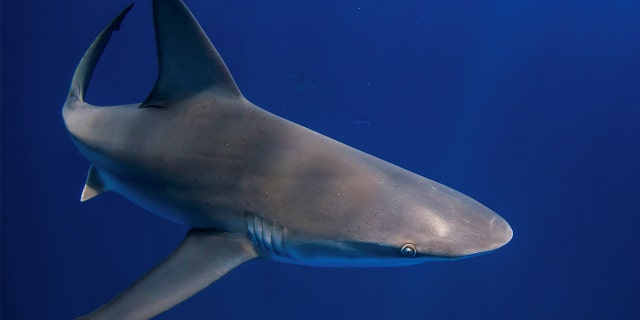 A shark swims through the water during an outing with scuba company Emerald Charters off Jupiter Inlet, Florida, May 18, 2022.  