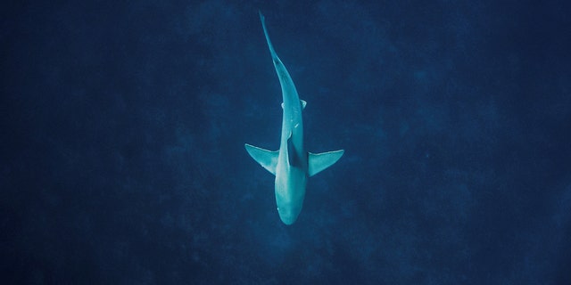 A shark cruises over the ocean bottom during a scuba trip with dive company Emerald Charters off Jupiter Inlet, Florida, May 18, 2022.