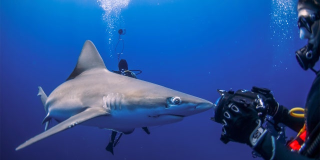 A shark runs into the lens of a photographer during an outing with scuba company Emerald Charters off Jupiter Inlet, Florida, May 18, 2022.