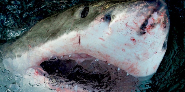 This image released by Warner Bros. Discovery shows a great white shark at the water's surface. 
