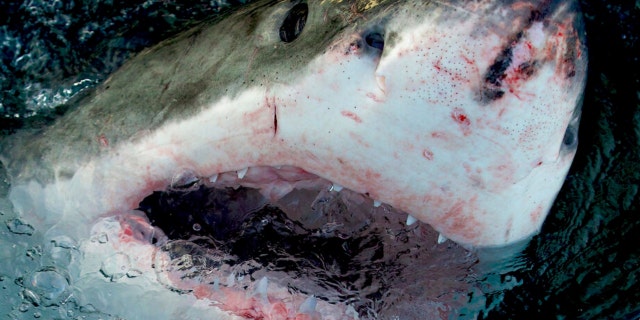 This image released by Warner Bros. Discovery shows a great white shark at the water's surface. 