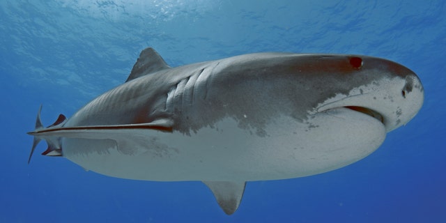 A Tiger shark