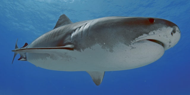 Tiger shark, Galeocerdo cuvier, Tiger Beach, Bahamas. 