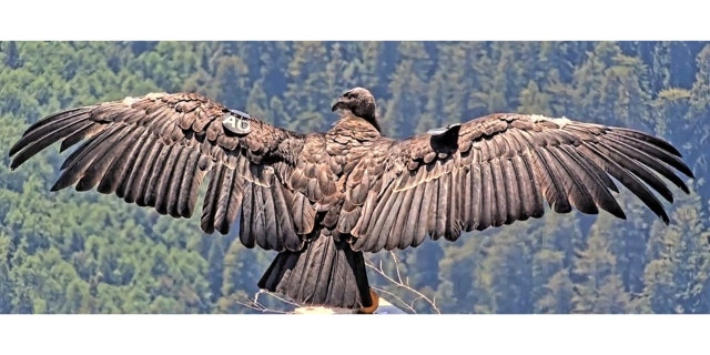 A California condor reintroduced to Northern California spreads its wings.