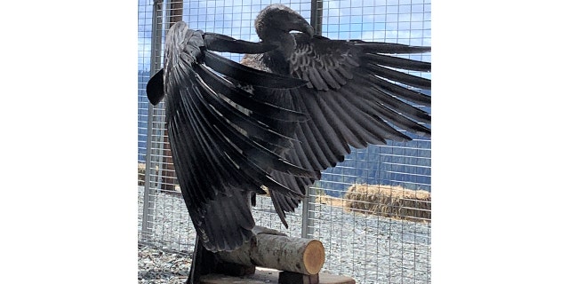 California condor named Hlow Hoo-let released in Northern California. The bird was the last to join the cohort with his friends, who together will take flight toward reestablishing a California condor population in the Pacific Northwest.