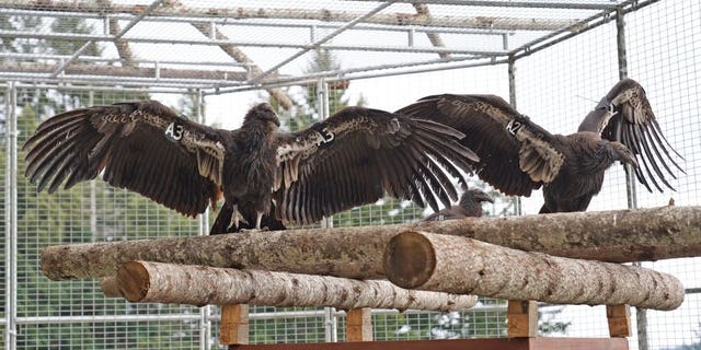 Two California condors stretch their wings in the Northern California Condor Restoration Program's flight pen.
