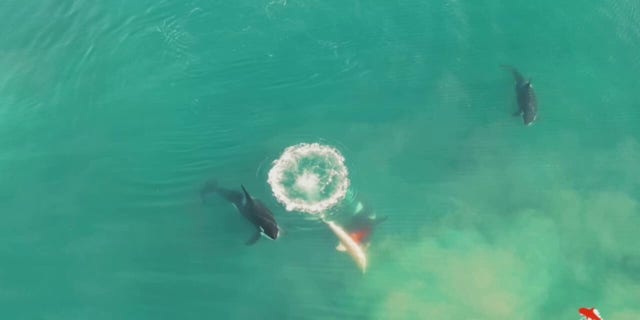 The moment the three killer whales attack 