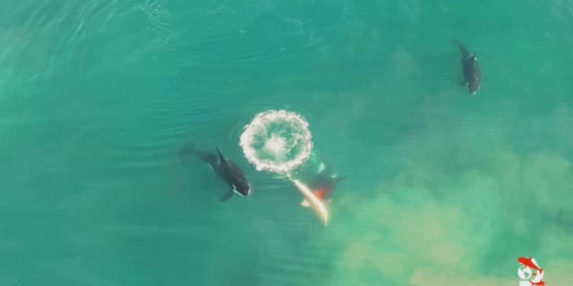 Shark Week’s Alison Towner, a marine biologist based in South Africa, got drone footage of three killer whales hunting a nine-foot great white shark. 