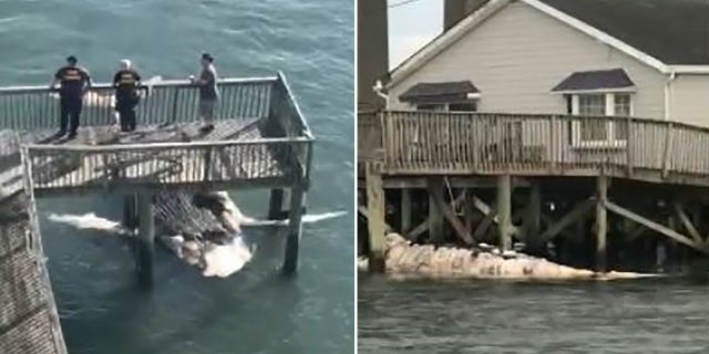 Dead humpback whale washes up in New Jersey | Fox News