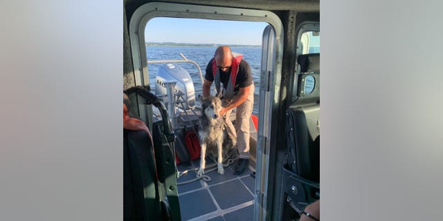 Caiden did not appear to suffer any injuries and was reunited with his owner.