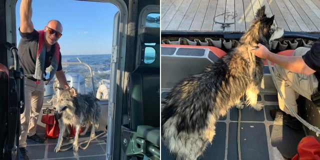 Caiden, a 10-year-old Siberian Husky, was pulled from the waters off New Jersey after he swam about a mile and a half into Raritan Bay.