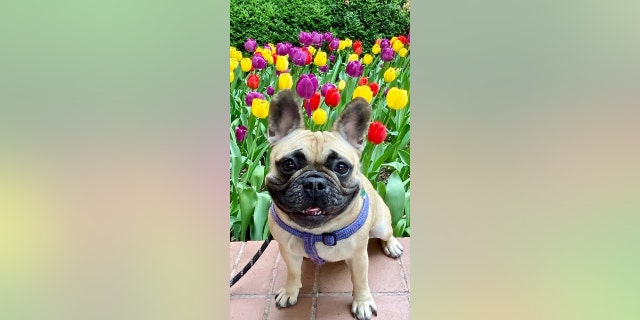 Cet adorable bouledogue français vit heureux à New York. 