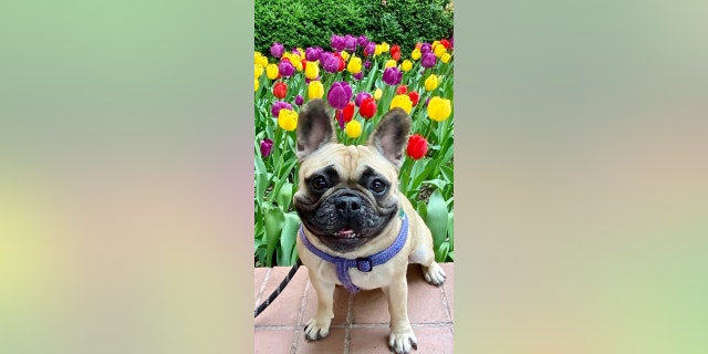 This adorable French bulldog lives happily in New York City. 