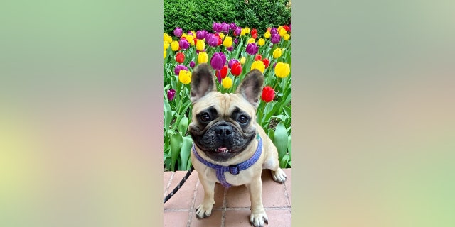 This adorable French bulldog lives happily in New York City.